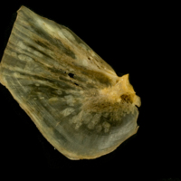 photo of Twaite shad opercular medial view