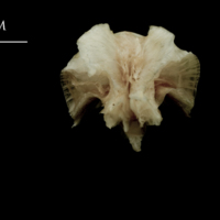 photo of Atlantic halibut basioccipital anterior view