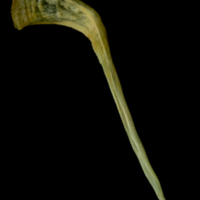 photo of Saithe postcleithrum medial view