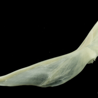photo of Pollack cleithrum lateral view