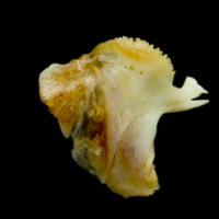 photo of Common sole dentary lateral view