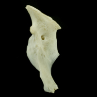 photo of Common carp hyomandibular medial view