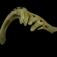 photo of Barbel pharyngeal dorsal view