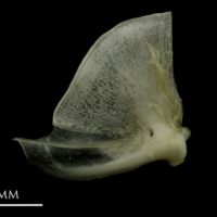 photo of Common pandora quadrate medial view