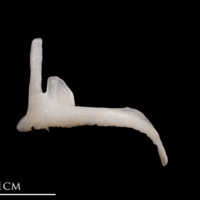 photo of European flounder premaxilla lateral view