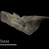 photo of European eel preopercular medial view