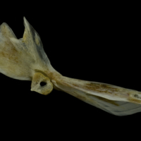photo of Red gurnard cleithrum medial view