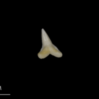 photo of Blue Shark teeth medial view