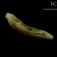 photo of Turbot supracleithrum lateral view