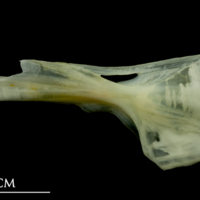 photo of Bullrout ceratohyal lateral view