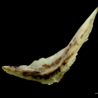 photo of Ballan wrasse preopercular lateral view