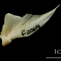 photo of Haddock quadrate lateral view