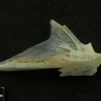photo of Red gurnard articular lateral view
