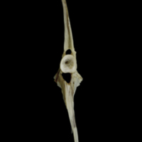 photo of Brill precaudal vertebra anterior view