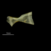 photo of European smelt ceratohyal lateral view