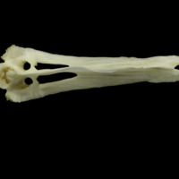 photo of Grey Triggerfish for assessment ventral view