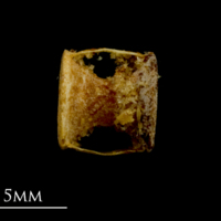 photo of Spurdog precaudal vertebra lateral view