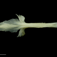 photo of Bullrout parasphenoid ventral view