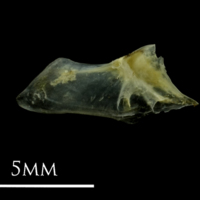 photo of Small sandeel for assessment lateral view