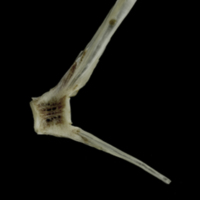 photo of Brill caudal vertebra lateral view