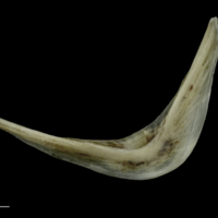 photo of Brill preopercular medial view