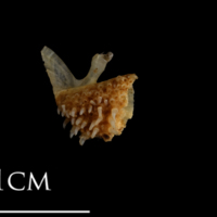 photo of Shore rockling pharyngeal ventral view