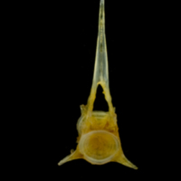photo of Grey gurnard caudal vertebra anterior view