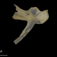 photo of Shore rockling hyomandibular medial view