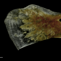photo of Couch's seabream for assessment medial view