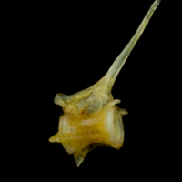 photo of Grey gurnard caudal vertebra lateral view