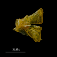 photo of Grey gurnard ultimate vertebra lateral view