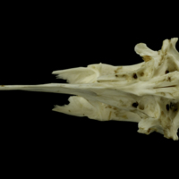 photo of Grey Triggerfish parasphenoid basioccipital complex ventral view