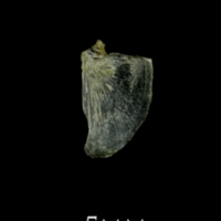 photo of Three-spined stickleback opercular lateral view