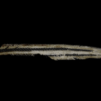 photo of Butterfish vertbral column lateral view