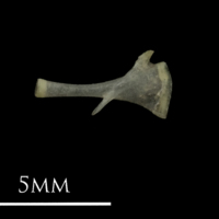 photo of European eel for assessment lateral view