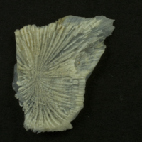 photo of Red gurnard for assessment lateral view