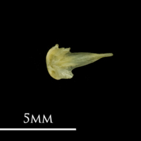 photo of Bullhead vomer dorsal view