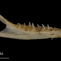 photo of Shore rockling dentary medial view