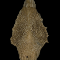photo of Sturgeon scute lateral view