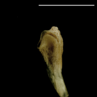 photo of Turbot pharyngeal ventral view