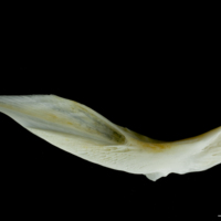 photo of European plaice cleithrum lateral view