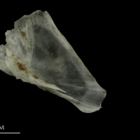 photo of Brill subopercular medial view