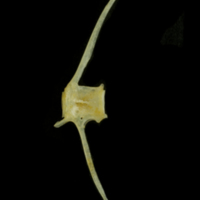 photo of Black seabream caudal vertebra lateral view