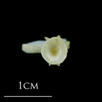 photo of Northern pike ultimate vertebra anterior view
