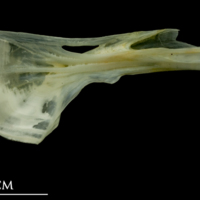 photo of Bullrout ceratohyal medial view