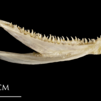 photo of White grouper dentary medial view