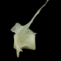 photo of Red mullet precaudal vertebra lateral view