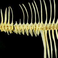 photo of European plaice precaudal vertebra lateral view