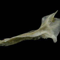 photo of Common pandora cleithrum lateral view