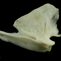 photo of Common carp quadrate medial view